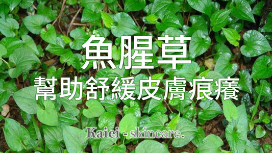為什麼魚腥草可以幫助舒緩皮膚痕癢