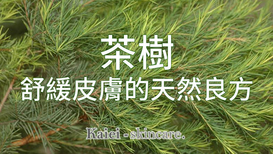 茶樹:舒緩皮膚痕癢的天然良方