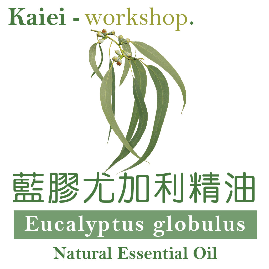 藍膠尤加利精油(Eucalyptus Globulus Essential Oil)