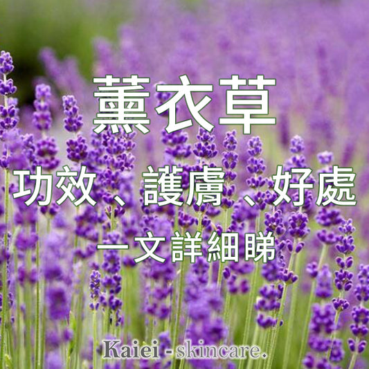 薰衣草是什麼 - 一文詳細睇