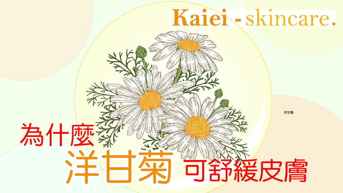 為什麼洋甘菊可以幫助舒緩皮膚痕癢