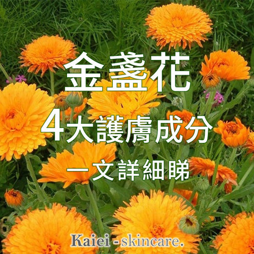 金盞花4大護膚成分