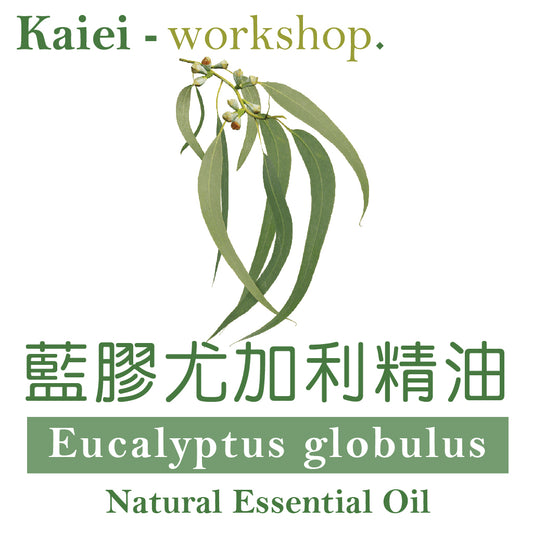 藍膠尤加利精油(Eucalyptus Globulus &nbsp;Essential Oil)